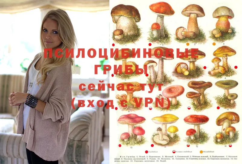 Псилоцибиновые грибы Psilocybe  где можно купить наркотик  Асино 