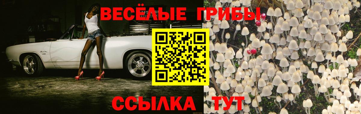 Галлюциногенные грибы Cubensis Асино